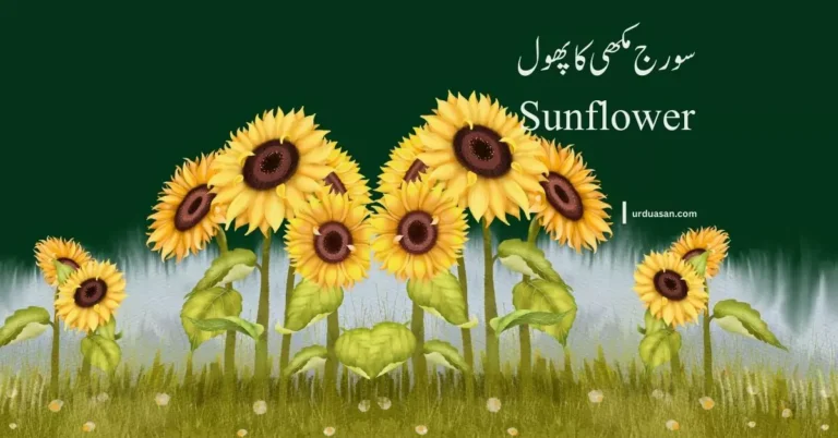 Sunflower  | سورج مکھی کا پھول 