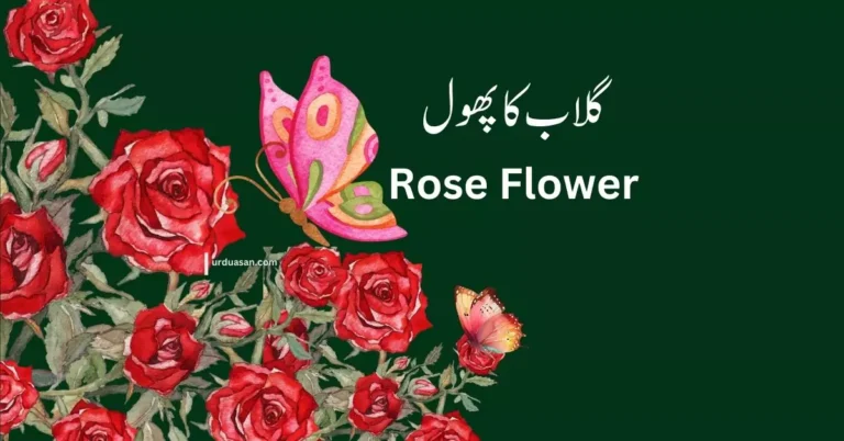 Rose Flower  گلاب کا پھول Creative Writing