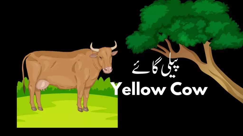 yellow cow pili cow urdu essay urdu mazmoon