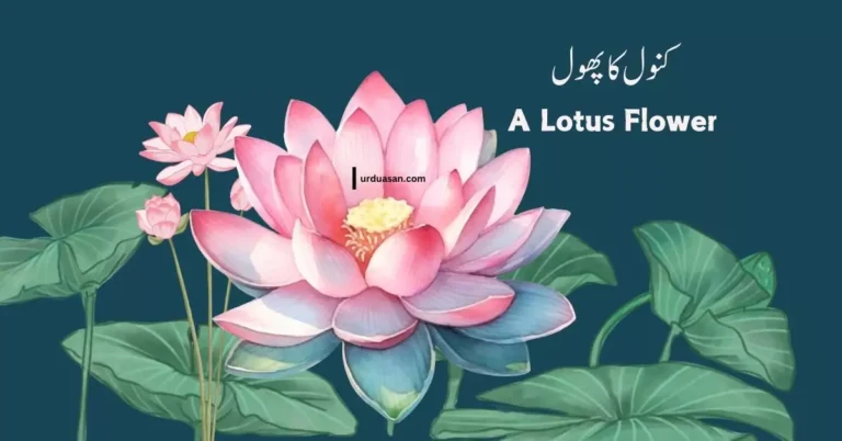 A Lotus Flower  کنول  کا پھول