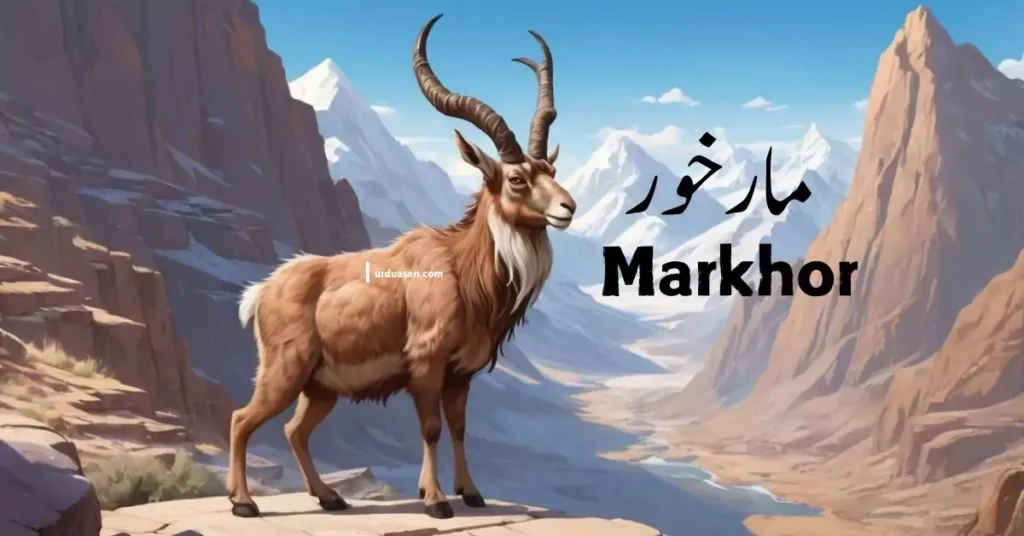 Markhor Capra falconeri(screw-horned goat) مارخور