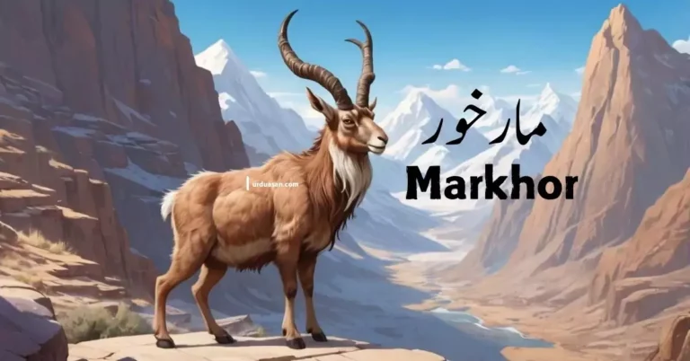 مارخور     Markhor