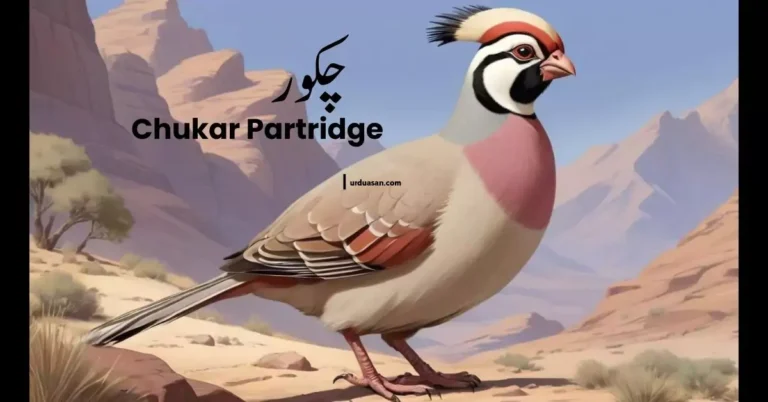 Chakore چکور  Chukar