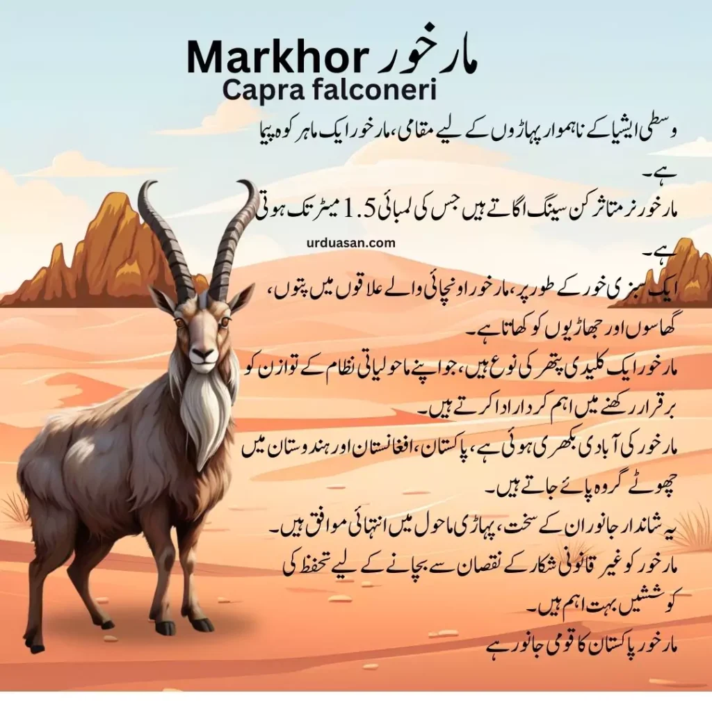 markhor bakstan ka komy ganor 1 66b4707ab6a7e